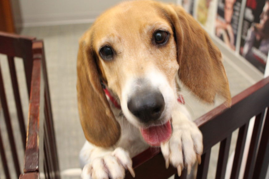 Fun-loving Nelson is searching for an active forever home. Photograph by Bob Rozycki.