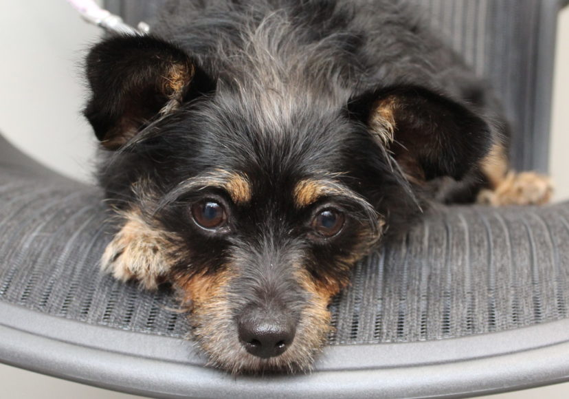 Wizard is just the kind of peppy pup who’s great with kids and other dogs. Photograph by Bob Rozycki.