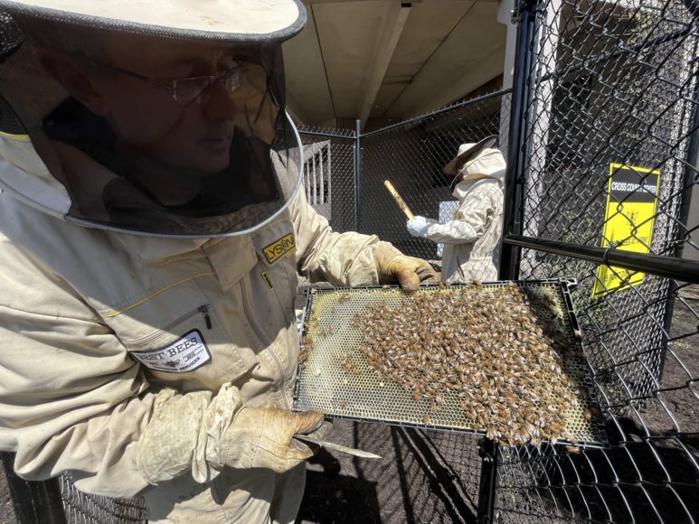  Cross County Center is abuzz with its Bee Initative to help honeybees thrive. Courtesy Cross County.  
