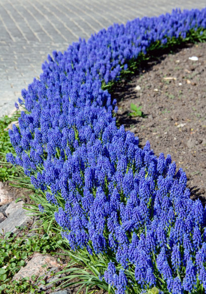 A curved border of garden grape hyacinth (Muscari armeniacum) offers a striking blue contrast with a gray gravel bed. 