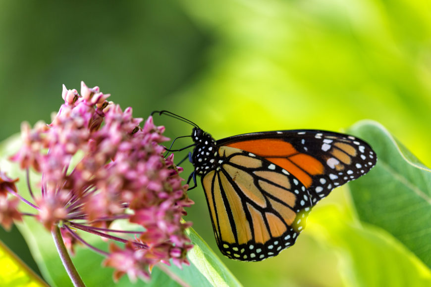 Of monarchs and milkweed:  This photograph shows a monarch butterfly feeding on milkweed, a subject of Robert Frost’s poem “The Tuft of Flowers.” From Dreamstime, which is giving 5% of sales of its images to NGOs supporting Ukrainian causes and refugees.