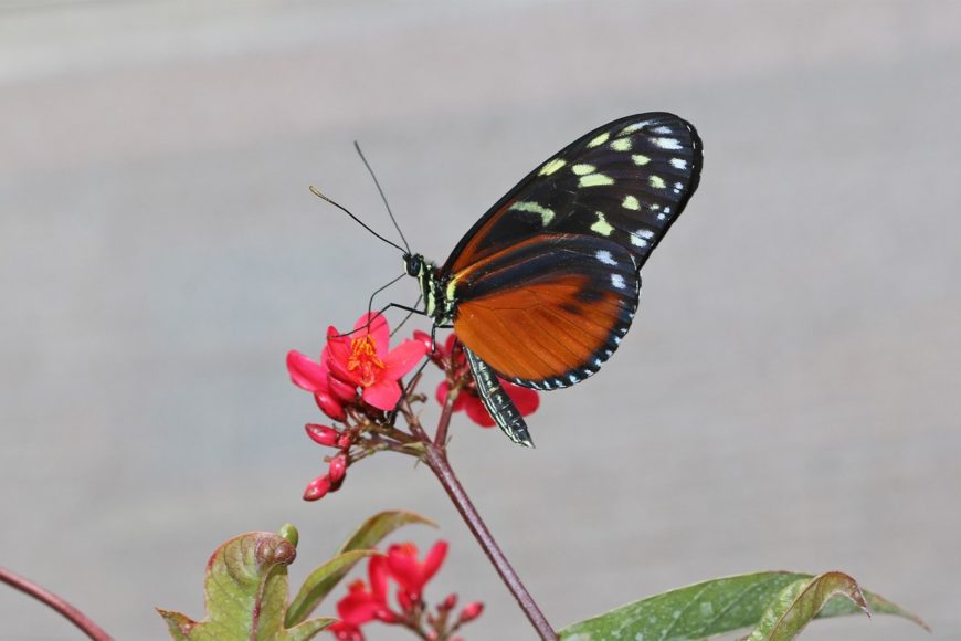 Scene from the 2016 "Flutter Zone" at  The Maritime Aquarium at Norwalk. Courtesy The Maritime Aquarium.