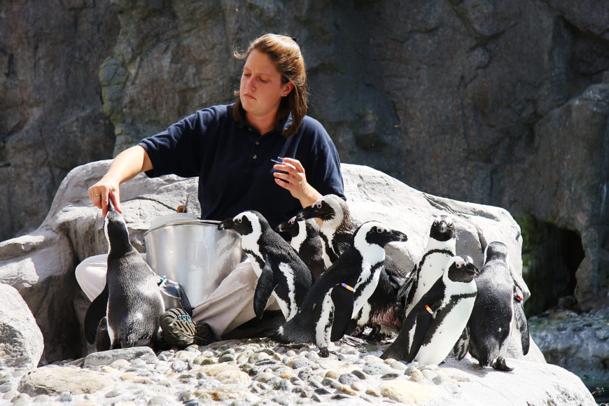An employee feeds penguins in Mystic Aquarium.