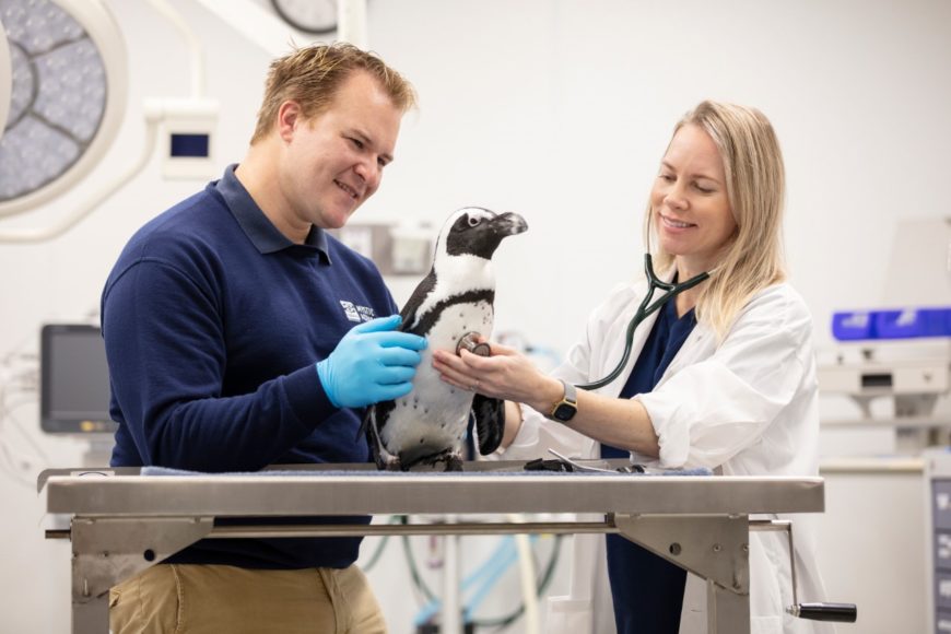 Joshua C. Davis, assistant supervisor for penguins and manager of Ambassador Animal Programs, and Molly Martony, D.V.M., senior veterinarian at Mystic Aquarium, examine an African Penguin. Courtesy Mystic Aquarium.