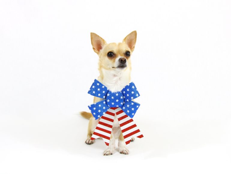 Keep calm -- and keep an eye on your pets this Fourth.