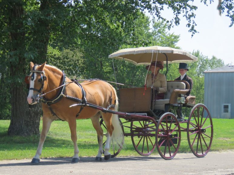 Colorado’s Susie Haszelbart, her 18-year-old Haflinger mare Shasta and her Wicker Phaeton will take part in the Carriage Association of America’s 60th-anniversary celebration and competition at the Wethersfield Estate & Garden in Amenia, New York Friday, June 10, through Sunday, June 12. Haszelbart drove her Wicker Phaeton to a 2021 Sporting Day of Traditional Driving win in the Large Pony Division at the Villa Louis Carriage Classic in Prairie du Chien, Wisconsin, with an overall high score of 94.67 out of 100 points. Her Phaeton was built by J.B. Brewster & Co., rival of the Brewster & Co. of New York. Photographs by Kathleen Haak.