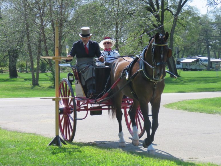 David and Pamela Dunn of Shell Lake, Wisconsin, participants in the Carriage Association of America’s 60th anniversary event, are seen here with their Dutch Harness horse at the Champagne obstacle, in which the driver takes a bit of the bubbly to the next station and returns the glass – ideally with no spills. The couple won the Single Horse Division of the 2021 Sporting Day of Traditional Driving at the Villa Louis Carriage Classic in Prairie du Chien, Wisconsin. Photographs by Kathleen Haak.